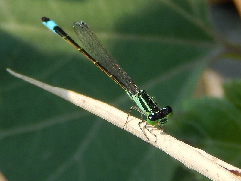 Coenagrionidae: Ischnura elegans, femmina